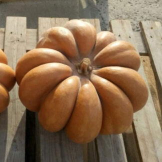 Pumpkin - Musquée de Provence