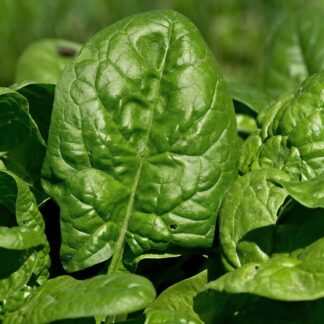 Giant Noble Spinach