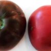Tomato, Brown and Black - Black Sea Man Tomato