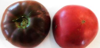Tomato, Brown and Black - Black Sea Man Tomato