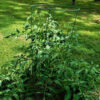 Tomato, Brown and Black - Black Sea Man Tomato Plant