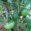 Tomato, Brown and Black - Black Sea Man Tomato Unripe Tomatoes on Plant