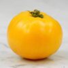 Tomato, Orange and Yellow - Mountain Gold Tomato