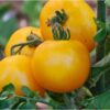 Tomato, Orange and Yellow - Mountain Gold Tomato
