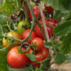 Tomato, Red - Sub Arctic Plenty Tomato