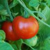 Tomato, Red - Sub Arctic Plenty Tomato