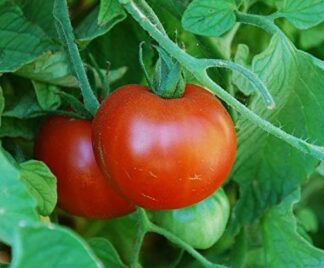 Tomato, Red - Sub Arctic Plenty Tomato