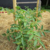 Tomato, Red - Sub Arctic Plenty Tomato Young Plant