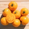 Tomato, Orange and Yellow - Mountain Gold Tomato