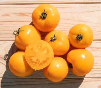 Tomato, Orange and Yellow - Mountain Gold Tomato