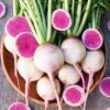 Radish - Watermelon Radish