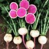 Radish - Watermelon Radish