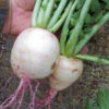 Radish - Watermelon Radish Fresh Picked