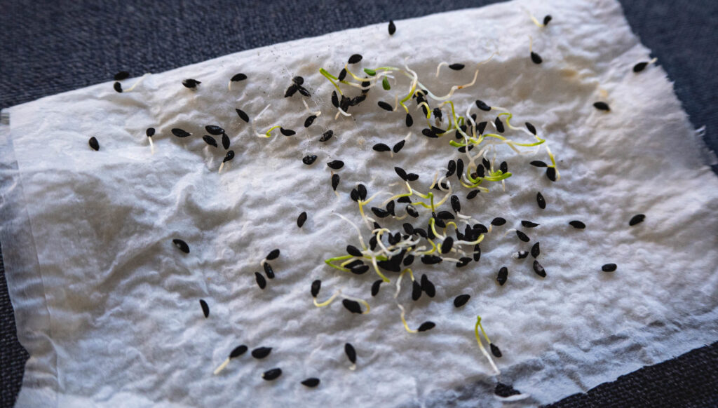 How to Store Unused Seeds
