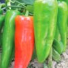 Pepper, Sweet - Red Marconi - St. Clare Heirloom Seeds