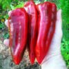 Pepper, Sweet - Red Marconi - St. Clare Heirloom Seeds