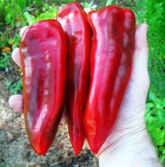 Pepper, Sweet - Red Marconi - St. Clare Heirloom Seeds