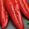 Pepper, Sweet - Red Marconi - St. Clare Heirloom Seeds