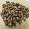 Bean - Top Crop - St. Clare Heirloom Seeds