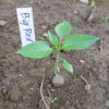 Young Bed Red Sweet Pepper seedling