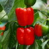 Pepper, Sweet - Big Red Sweet Bell Pepper - St. Clare Heirloom Seeds