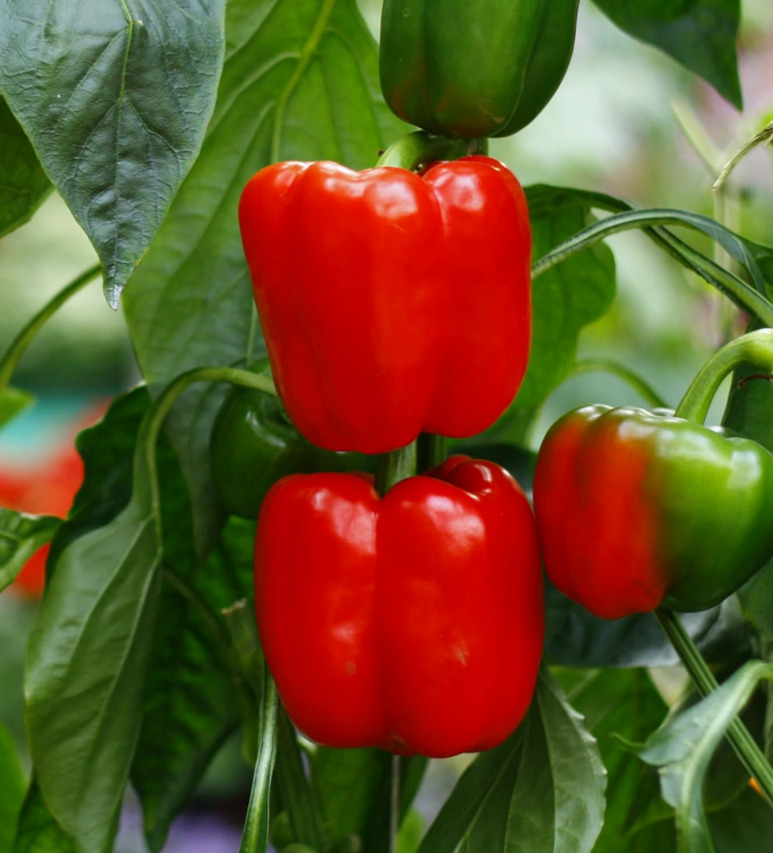 Pepper, Sweet - Big Red Sweet Bell Pepper - St. Clare Heirloom Seeds