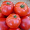 Tomato, Red - Siletz tomato - St. Clare Heirloom Seeds