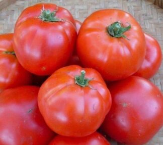 Tomato, Red - Siletz tomato - St. Clare Heirloom Seeds