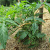 Tomato, Red - Siletz tomato - St. Clare Heirloom Seeds