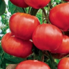 Tomato, Red - Trip-L-crop Tomato - St. Clare Heirloom Seeds