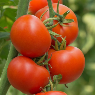 Tomato, Red - Trip-L-crop Tomato - St. Clare Heirloom Seeds