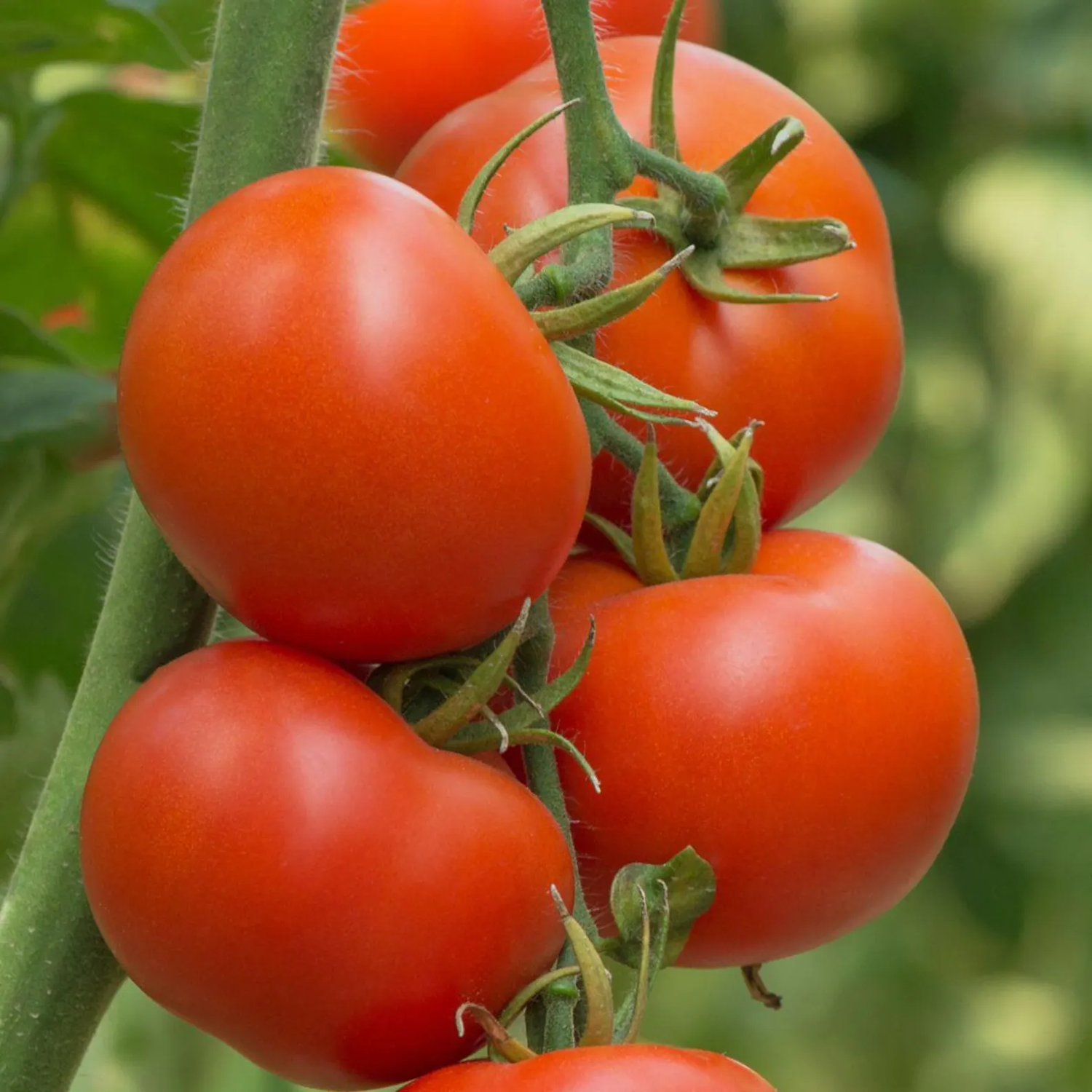 Tomato, Red - Trip-L-crop Tomato - St. Clare Heirloom Seeds