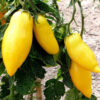 Tomato, Yellow, - Banana Legs Tomato - St. Clare Heirloom Seeds