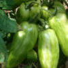 Tomato, Yellow, - Banana Legs Tomato - St. Clare Heirloom Seeds