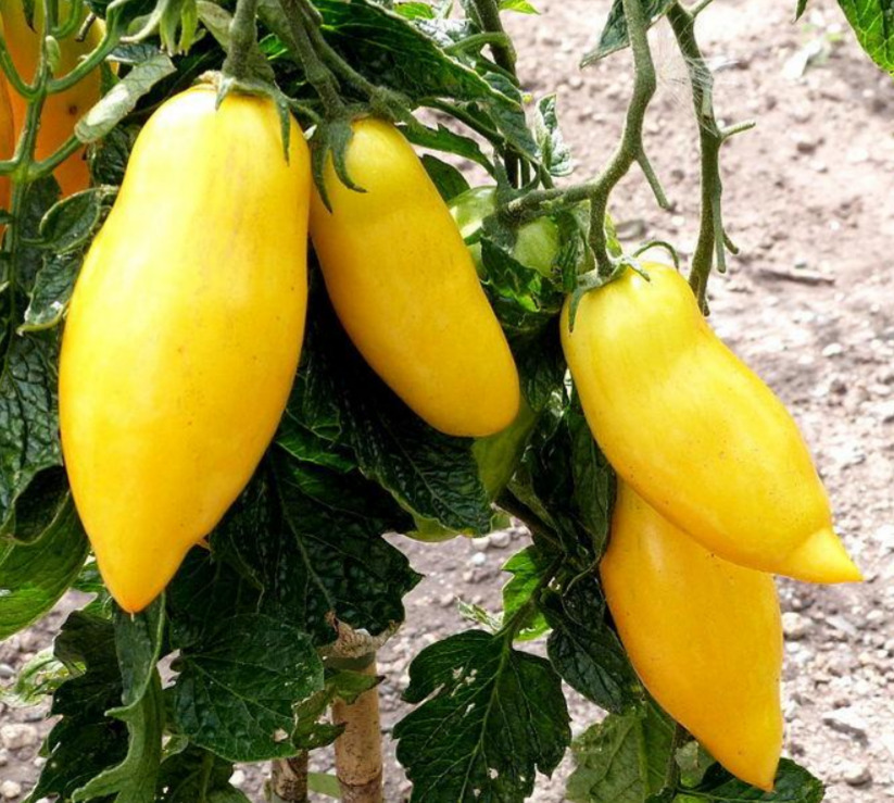 Tomato, Yellow, - Banana Legs Tomato - St. Clare Heirloom Seeds