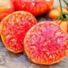 Tomato, Yellow, Red, Mix - Hillbilly Tomato - St. Clare heirloom Seeds
