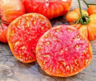 Tomato, Yellow, Red, Mix - Hillbilly Tomato - St. Clare heirloom Seeds