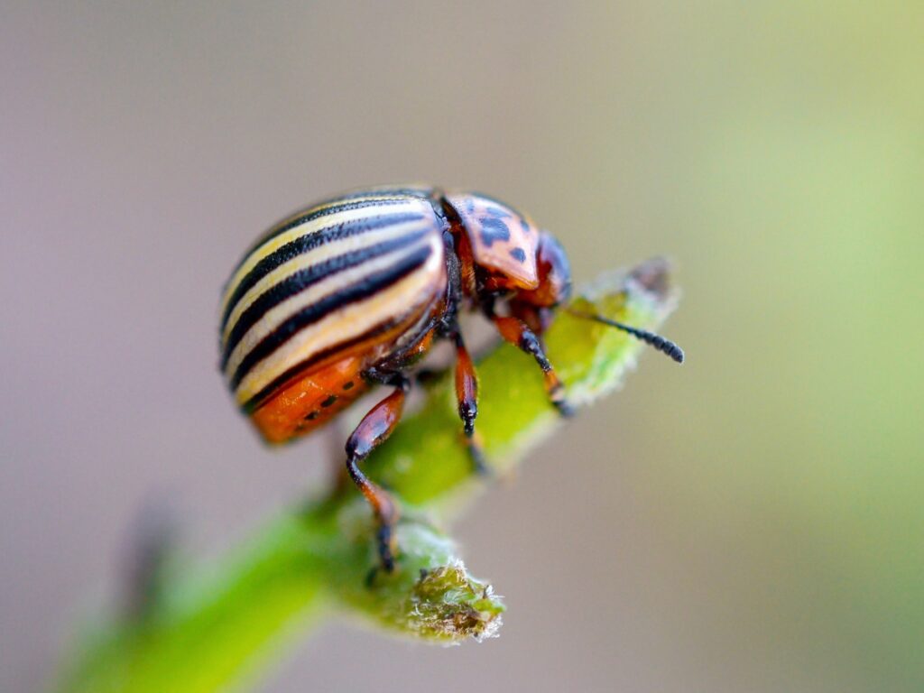 Colorado potato beetle on leaf – common pest controlled by summer sown herbs