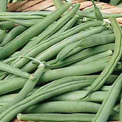 Green beans harvested after midsummer planting in a home garden.