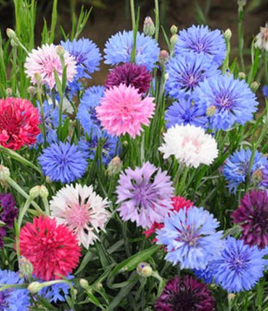 Colorful bachelor’s buttons in shades of blue, pink, purple, and white from midsummer planting.