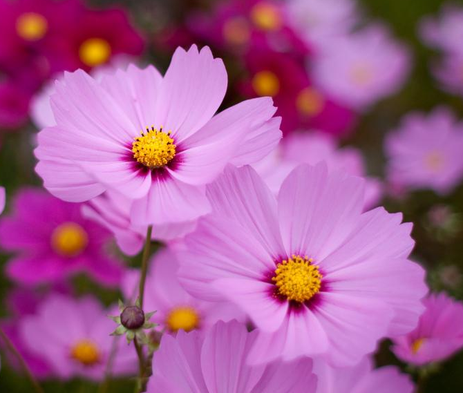 Close-up of bright pink cosmos flowers with yellow centers after midsummer planting.