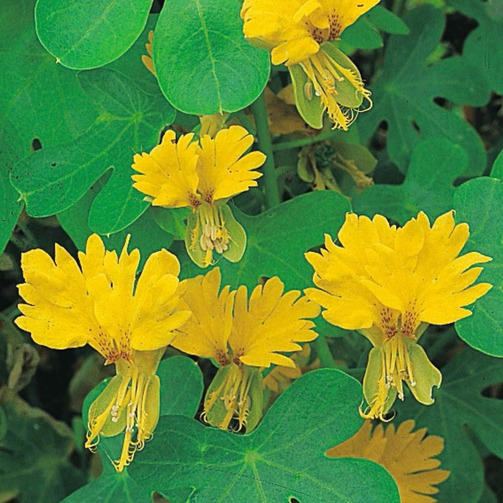 Nasturtiums in bloom – vibrant summer sown herbs that repel pests and attract pollinators in companion planting