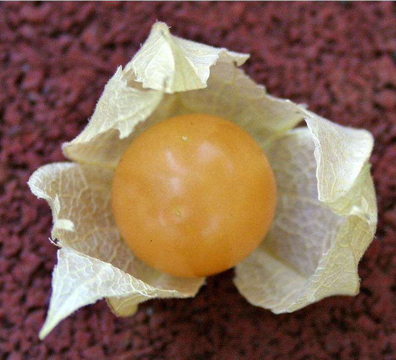 Fresh ground cherry with husk peeled back after midsummer planting.