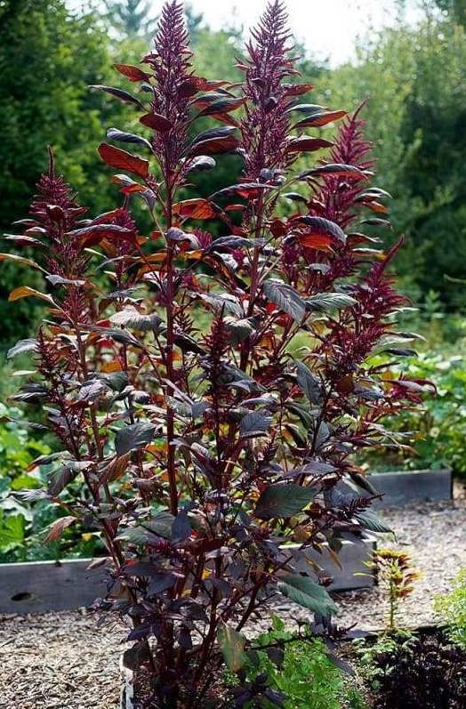 Red Garnet amaranth with vibrant leaves—a colorful and nutritious heat tolerant crop for hot-weather planting