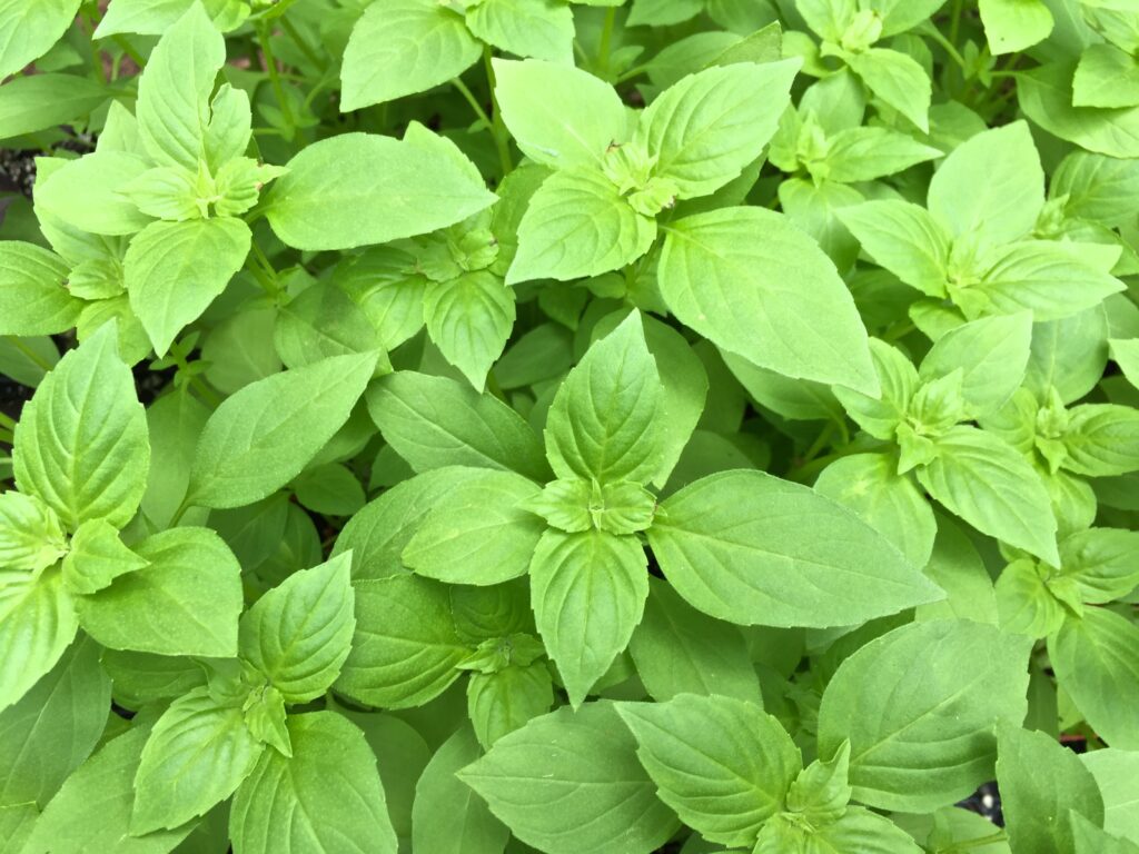 Healthy basil plants thriving in full sun—an aromatic heat tolerant crop perfect for midsummer gardens