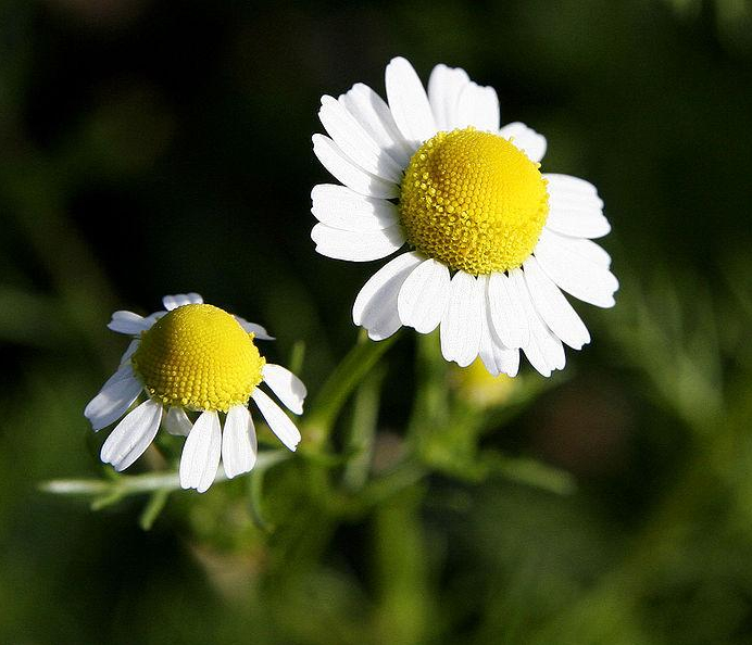 Chamomile blooming in summer – calming summer sown herb valued for companion planting and herbal remedies