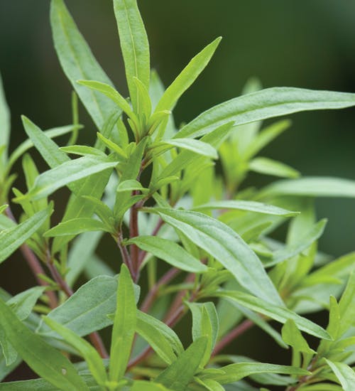 Summer savory growing in garden – flavorful summer sown herb used for companion planting and culinary seasoning