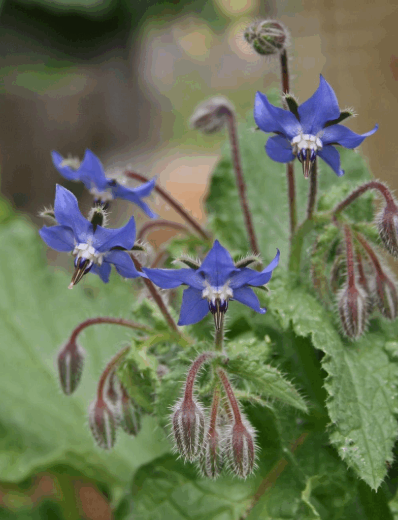 Borage flowering in summer garden – a pollinator-friendly summer sown herb used in companion planting