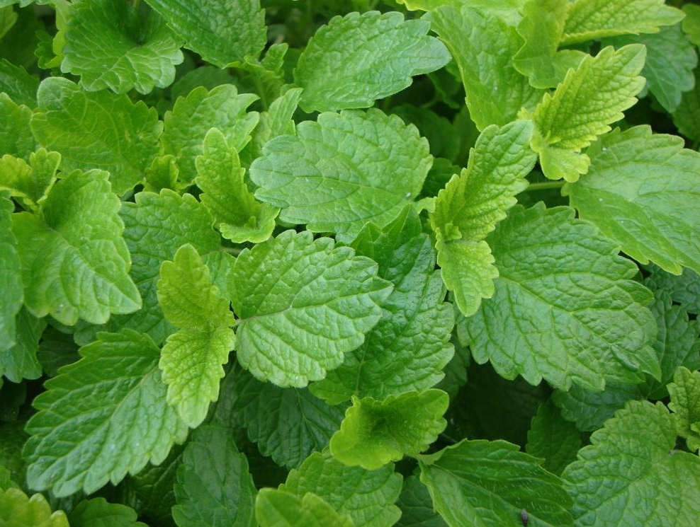 Lemon balm growing in summer – fragrant summer sown herb used for companion planting and herbal teas