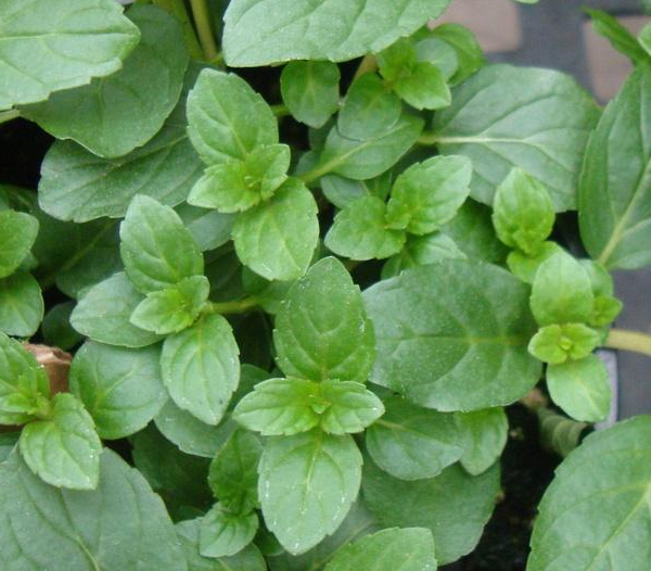 Mint spreading in summer garden – hardy summer sown herb prized for companion planting and refreshing flavor
